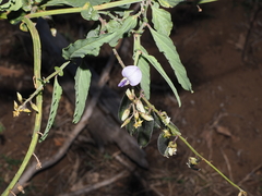 Crotalaria verrucosa, photograph (c) Lucas Christofides, some rights reserved (CC BY)