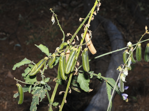 Crotalaria verrucosa, photograph 4