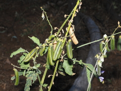 Crotalaria verrucosa, photograph (c) Lucas Christofides, some rights reserved (CC BY)