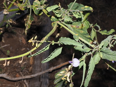 Crotalaria verrucosa