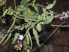 Crotalaria verrucosa, photograph (c) Lucas Christofides, some rights reserved (CC BY)