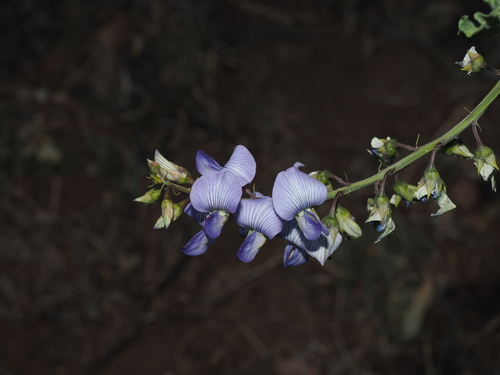 Crotalaria verrucosa observed 2026-08-06