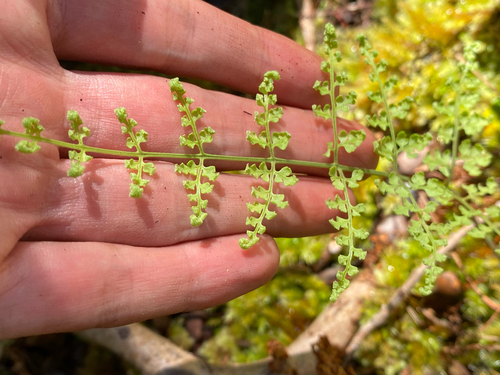 Dryopteris glabra observed 2026-08-11