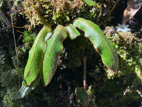 Elaphoglossum paleaceum observed 2026-08-11
