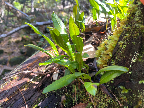 Elaphoglossum wawrae observed 2026-08-11