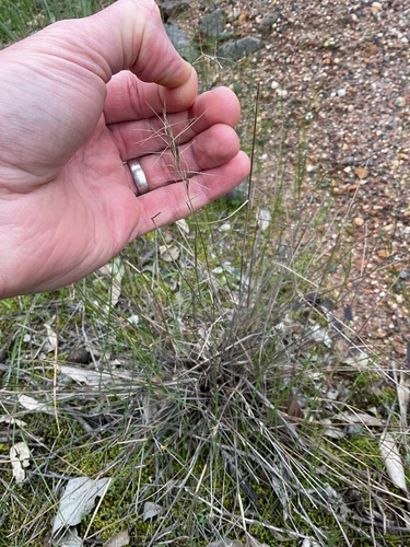 Aristida ramosa observed 2026-08-12