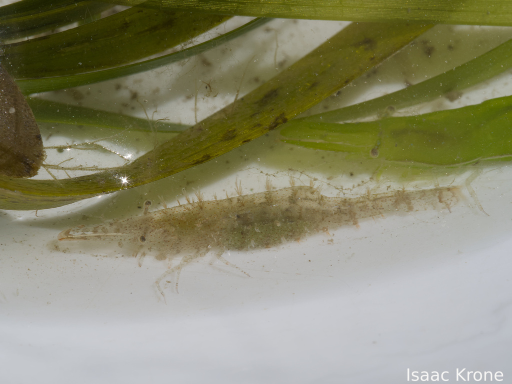 California green shrimp