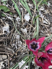 Tulipa humilis