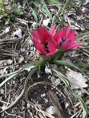 Tulipa humilis
