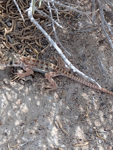 Long-nosed Leopard Lizard