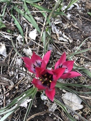 Tulipa humilis