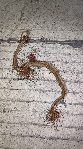 Common Mock Viper