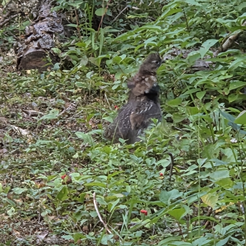 Ruffed Grouse observed by karina43691