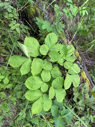 wild sarsaparilla