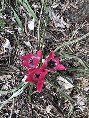 Tulipa humilis