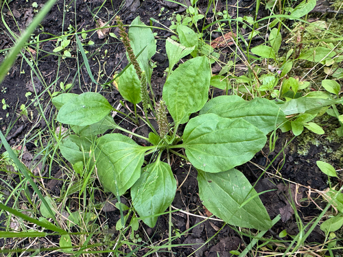 greater plantain