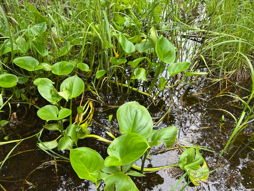 marsh calla