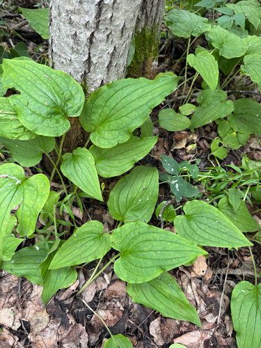 Tall Bluebell