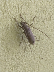 Susuacanga stigmatica