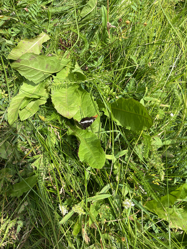 iNaturalist observation photo of Lorquin's Admiral