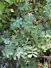 Coronilla coronata, photograph (c) Наталья Пикалова, some rights reserved (CC BY)