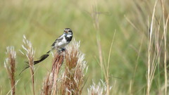 Alectrurus risora