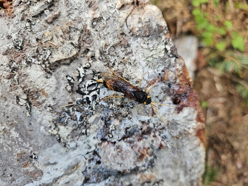 Yellow-horned Horntail