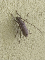 Susuacanga stigmatica