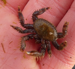 Hapalogaster mertensii