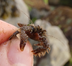Hapalogaster mertensii
