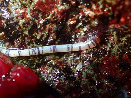 Phascolosoma observed 2026-08-11