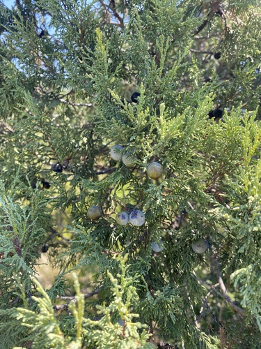 Juniperus excelsa, photograph 6