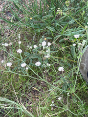 Eriogonum abertianum, photograph (c) CK2AZ, some rights reserved (CC BY)