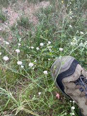 Eriogonum abertianum, photograph (c) CK2AZ, some rights reserved (CC BY)