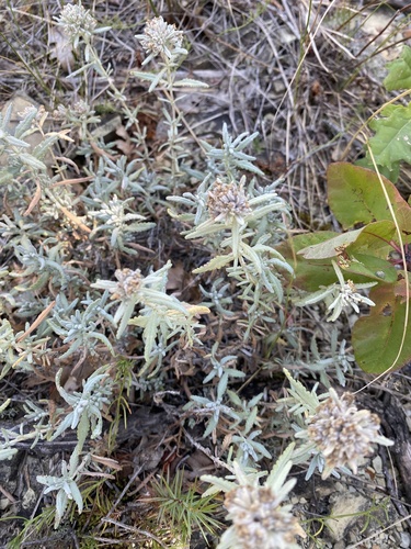 Teucrium polium, photograph 6