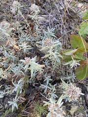 Teucrium polium, photograph (c) Наталья Пикалова, some rights reserved (CC BY)