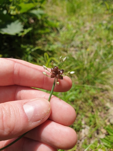 Allium macrostemon