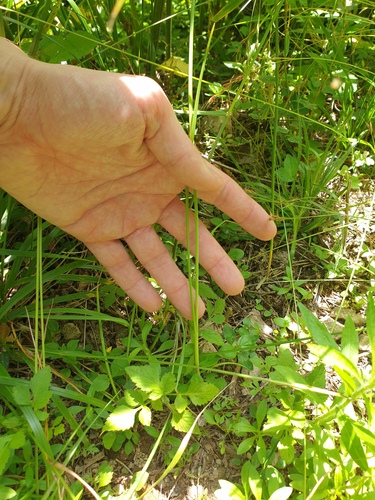 Allium macrostemon, photograph 2