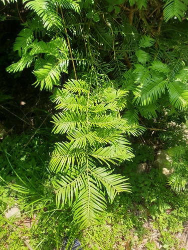 Cephalotaxus harringtonia