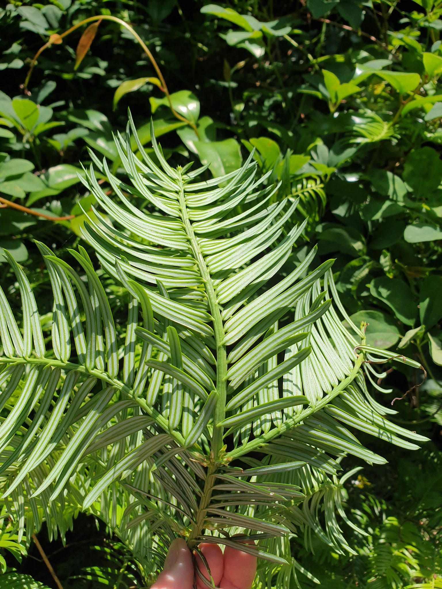Cephalotaxus harringtonia
