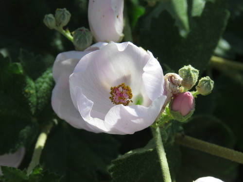 iNaturalist observation photo of southern coastal bushmallow