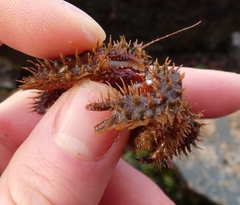 Hapalogaster mertensii
