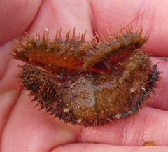 Hapalogaster mertensii