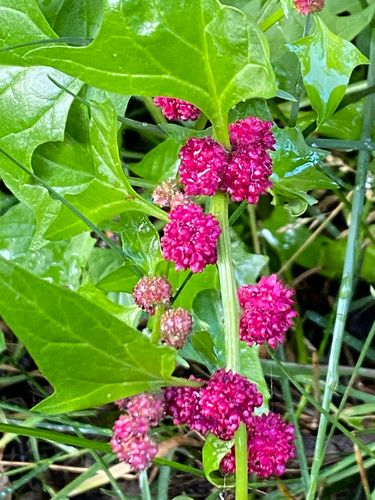 Beetberry