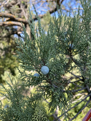 Juniperus excelsa, photograph 4