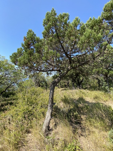 Juniperus excelsa, photograph 5