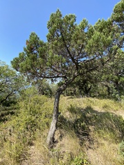 Juniperus excelsa, photograph (c) Наталья Пикалова, some rights reserved (CC BY)