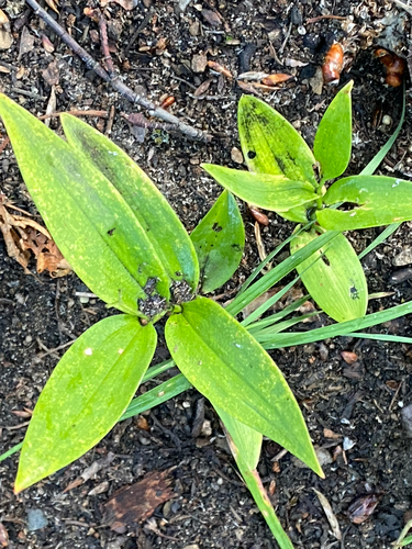 star-flowered lily-of-the-valley