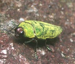 Eucallopistus castelnaudii