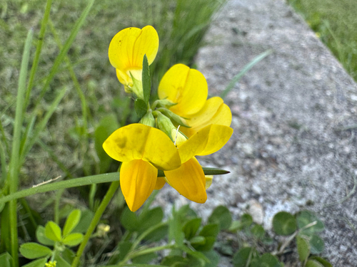 bird's-foot trefoil
